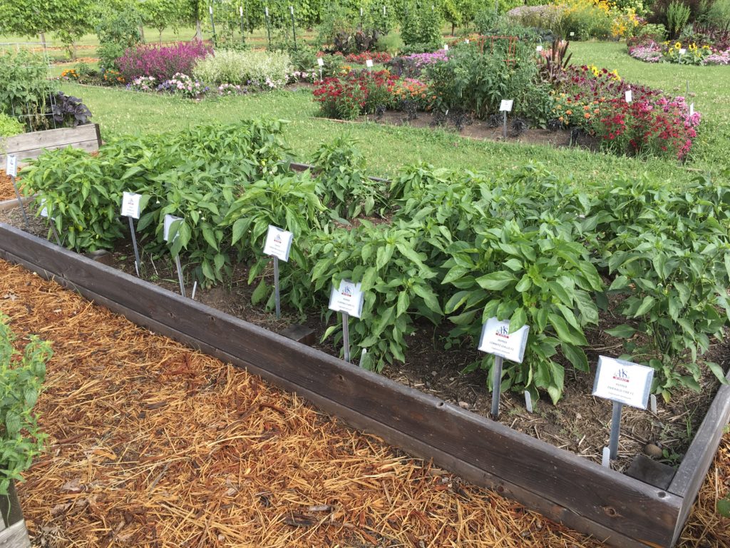 plants in a garden bed